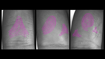 How fingerprints form was a mystery — until now