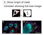 Community-developed guidelines for publishing images help address reproducibility problem in science