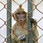 News at a glance: Monkey shipments, a controversial visa, and support for geoengineering research