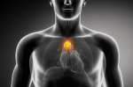 Doctors have long considered the thymus expendable. But could removing it be fatal?