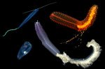 Revolutionary Undersea Robot Unveils Secrets of Unexplored Ocean Life