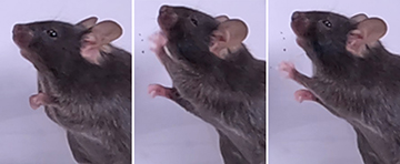 Researchers Uncover Mechanism Behind COVID-19-Induced Sneezing, Opening New Avenues for Treatment