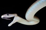 Breakthrough Antivenom Offers Hope for Universal Snakebite Treatment