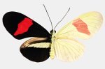 Surprise RNA Discovery Unravels Mystery of Butterfly Wing Patterns