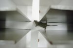 RETHINKING RODENT STUDIES IN DEPRESSION RESEARCH: THE FUTURE BEYOND THE FORCED SWIM TEST