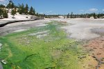 Giant viruses played a key role in early life, study in Yellowstone hot spring suggests