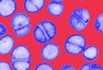Five ways science is tackling the antibiotic resistance crisis