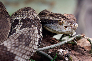 Don’t tread on me: Snake paper retracted for ‘soft-stepping’ technique