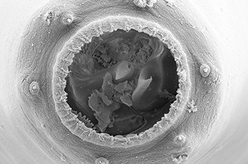 Stress turns tiny worm into a big-mouthed cannibal