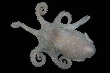 Octopus DNA Unveils Antarctica's Lost History: Evidence Points to Ancient Ice Sheet Collapse and Interbreeding