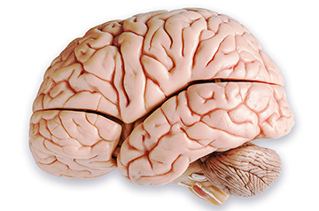 Breakthrough: 3D Printing Yields Brain Tissue with Realistic Functionality