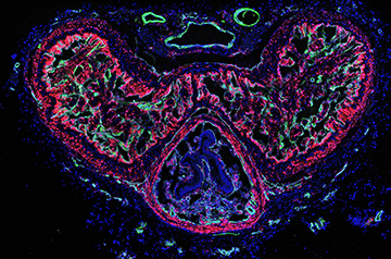 Weekly Science Roundup: Neuronal Mysteries, Crop-Killing Tornadoes, and Erectile Insights
