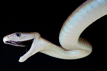 Breakthrough Antivenom Offers Hope for Universal Snakebite Treatment