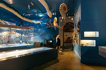 Controversy Surrounds Proposed Changes at South Australian Museum: Scientists Express Concerns Over Research Cuts