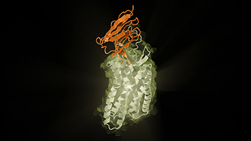 AI conjures up potential new antibody drugs in a matter of months