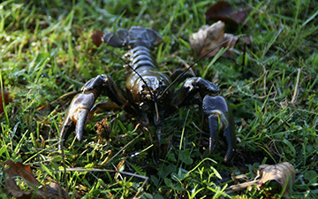 Estonian Scientists Combat Invasive Crayfish to Protect Native Species