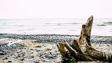 Marine Heatwaves Develop Along Estonian Coast