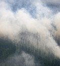 Wildfires in boreal forests released a record amount of CO2 in 2021