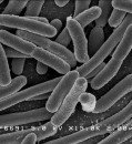 Breakthrough Polymer Developed by Texas A&M Researchers Holds Promise Against Antibiotic-Resistant Bacteria