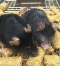 Two research teams reverse signs of aging in mice