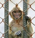 News at a glance: Monkey shipments, a controversial visa, and support for geoengineering research