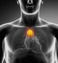 Doctors have long considered the thymus expendable. But could removing it be fatal?