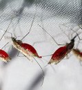 Microbe stops mosquitoes from harboring malaria parasite
