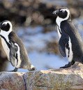 South Africa to ban fishing around African penguin colonies for 10 years