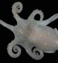 Octopus DNA Unveils Antarctica's Lost History: Evidence Points to Ancient Ice Sheet Collapse and Interbreeding