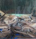 Slimy Hagfish Shed Light on Genome Duplication's Evolutionary Mysteries