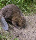 AI Identifies Beavers by Tail 'Fingerprint' Patterns