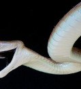 Breakthrough Antivenom Offers Hope for Universal Snakebite Treatment