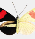 Surprise RNA Discovery Unravels Mystery of Butterfly Wing Patterns