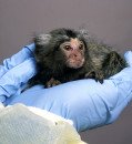 Pioneering Transgenic Marmosets Offer Insights into Parkinson's Disease Onset