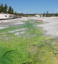 Giant viruses played a key role in early life, study in Yellowstone hot spring suggests