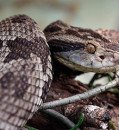 Don’t tread on me: Snake paper retracted for ‘soft-stepping’ technique