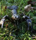 Estonian Scientists Combat Invasive Crayfish to Protect Native Species