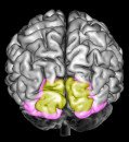 Understanding Visual Memory: Insights from Brain Research