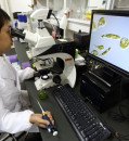 Japan’s Scientists Demand More Funding for Basic Science