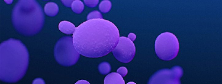 U.S. cases of a deadly fungus nearly doubled in recent years