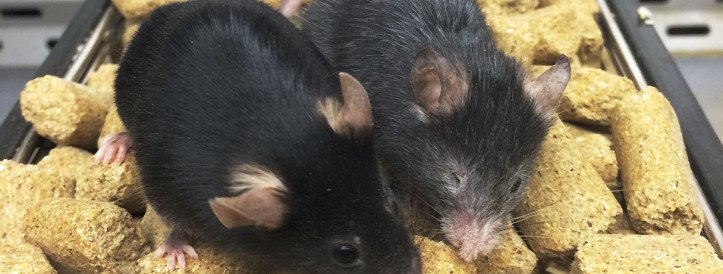 Two research teams reverse signs of aging in mice
