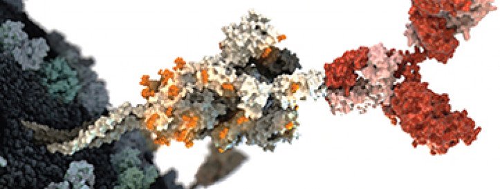 The COVID-19 virus mutated to outsmart key antibody treatments. Better ones are coming