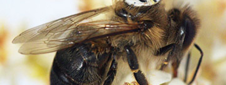 Tiny sensor could guide needles through the body, monitor health from afar