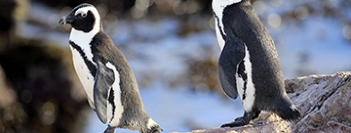South Africa to ban fishing around African penguin colonies for 10 years