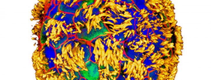 Revolutionizing Medicine: 'Anthrobots' Crafted from Human Cells Show Promise in Healing