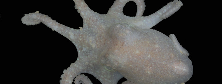 Octopus DNA Unveils Antarctica's Lost History: Evidence Points to Ancient Ice Sheet Collapse and Interbreeding