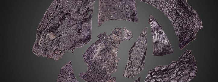 Unveiling Ancient Secrets: Oldest Fossilized Reptile Skin Found in Oklahoma Cave