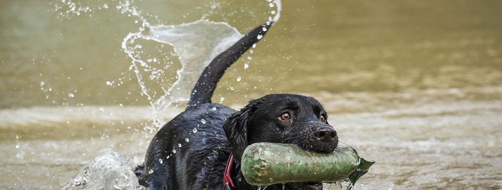 Decoding Dog's Tail Wagging: Unraveling Canine Communication