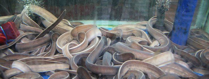 Slimy Hagfish Shed Light on Genome Duplication's Evolutionary Mysteries