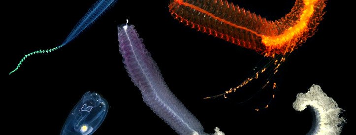 Revolutionary Undersea Robot Unveils Secrets of Unexplored Ocean Life